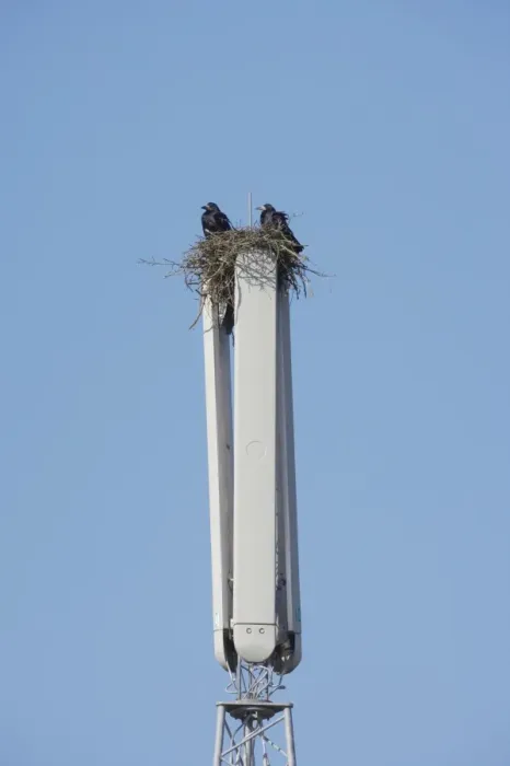 Framed Print : Rook (Corvus frugilegus) adult pair, nesting on mobile phone mast, Essex, England