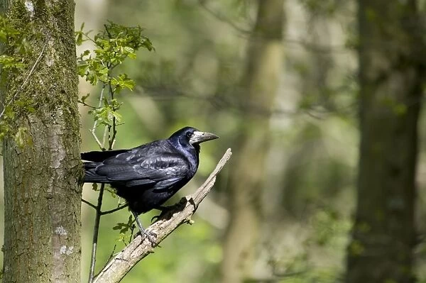 Rook (Corvus frugilegus) adult, perched on branch in woodland, Morpeth, Northumberland, England, may