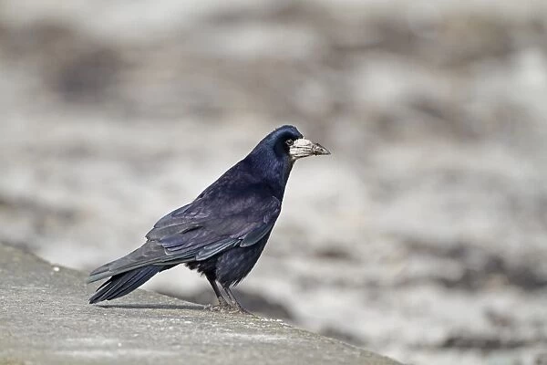 Rook (Corvus frugilegus) adult, standing on beach wall, Belfast Lough, County Antrim, Northern Ireland, February
