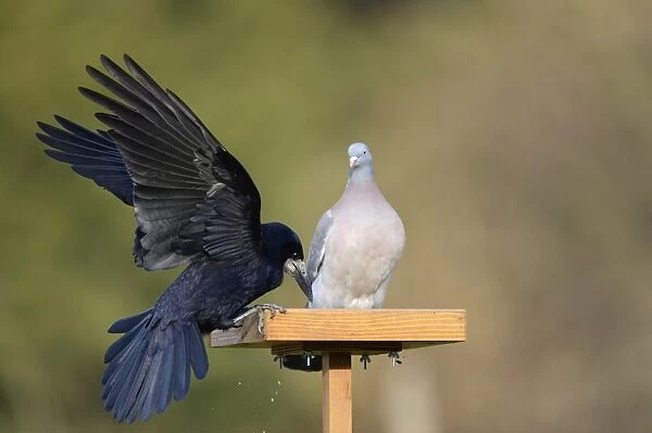 Rook (Corvus frugilegus) adult, with wings spread, facing Wood Pigeon (Columba palumbus) adult