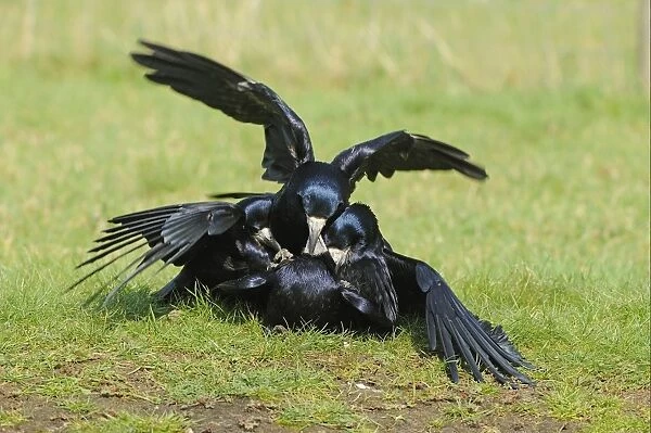 Rook (Corvus frugilegus) adults, several males attempting to mate with female, Oxfordshire, England, march