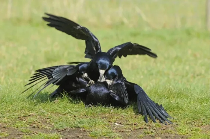 Framed Print : Rook (Corvus frugilegus) adults, several males attempting to mate with female, Oxfordshire, England, march Framed Print : Rook (Corvus frugilegus) adults, several males attempting to mate with female, Oxfordshire, England, march