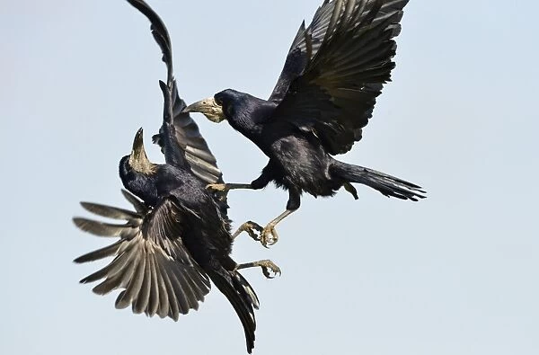 Rook (Corvus frugilegus) two adults, in flight, fighting in mid-air, Oxfordshire, England, March