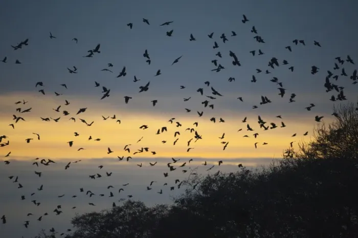 Framed Print : Rook (Corvus frugilegus) flock, in flight, arriving at roost, silhouetted at sunset, Buckenham, Yare Valley, The Broads, Norfolk, England, december Framed Print : Rook (Corvus frugilegus) flock, in flight, arriving at roost, silhouetted at sunset, Buckenham, Yare Valley, The Broads, Norfolk, England, december