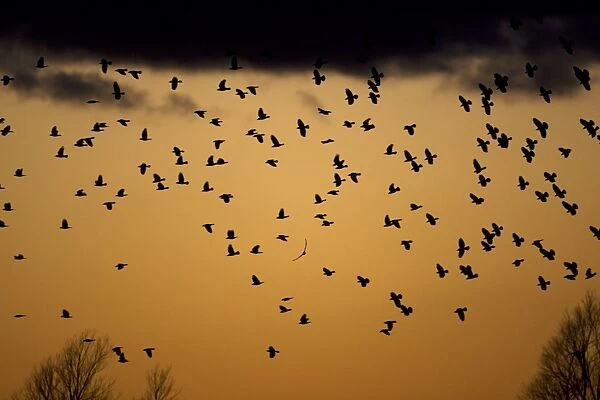 Rook (Corvus frugilegus) flock, in flight, silhouetted at sunset, Buckenham Marshes RSPB Reserve, River Yare, The Broads, Norfolk, England, february