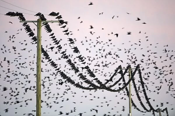 Rook (Corvus frugilegus) flock, in flight and perched on overhead wires, pre-roost gathering at dusk, Buckenham, Yare Valley, The Broads, Norfolk, England, november