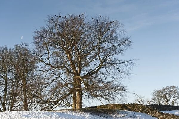 Rook (Corvus frugilegus) flock, roosting on bare trees in snow, North Yorkshire, England, December