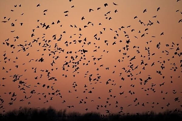 Rook (Corvus frugilegus) and Jackdaw (Corvus monedula) mixed flock, in flight, arriving at roost