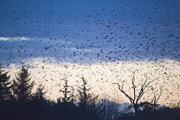 Rook (Corvus frugilegus) and Jackdaw (Corvus monedula) mixed flock, in flight, arriving at roost, silhouetted at sunset, Buckenham, Yare Valley, The Broads, Norfolk, England, november