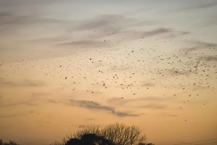 Framed Print : Rook (Corvus frugilegus) and Jackdaw (Corvus monedula) mixed flock, in flight, arriving at roost, silhouetted at sunset, Buckenham, Yare Valley, The Broads, Norfolk, England, november Framed Print : Rook (Corvus frugilegus) and Jackdaw (Corvus monedula) mixed flock, in flight, arriving at roost, silhouetted at sunset, Buckenham, Yare Valley, The Broads, Norfolk, England, november