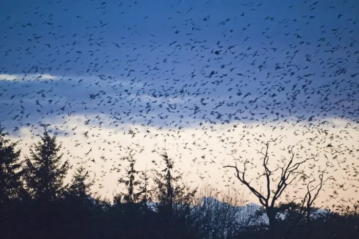 Framed Print : Rook (Corvus frugilegus) and Jackdaw (Corvus monedula) mixed flock, in flight, arriving at roost, silhouetted at sunset, Buckenham, Yare Valley, The Broads, Norfolk, England, november Framed Print : Rook (Corvus frugilegus) and Jackdaw (Corvus monedula) mixed flock, in flight, arriving at roost, silhouetted at sunset, Buckenham, Yare Valley, The Broads, Norfolk, England, november