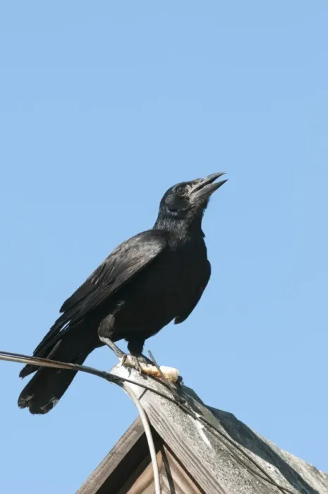 Framed Print : Rook (Corvus frugilegus) juvenile, calling, holding food in feet, perched on roof, Bieszczady Mountains Framed Print : Rook (Corvus frugilegus) juvenile, calling, holding food in feet, perched on roof, Bieszczady Mountains
