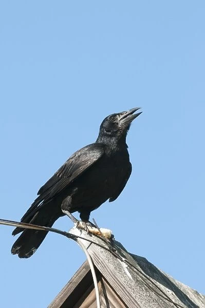 Rook (Corvus frugilegus) juvenile, calling, holding food in feet, perched on roof, Bieszczady Mountains
