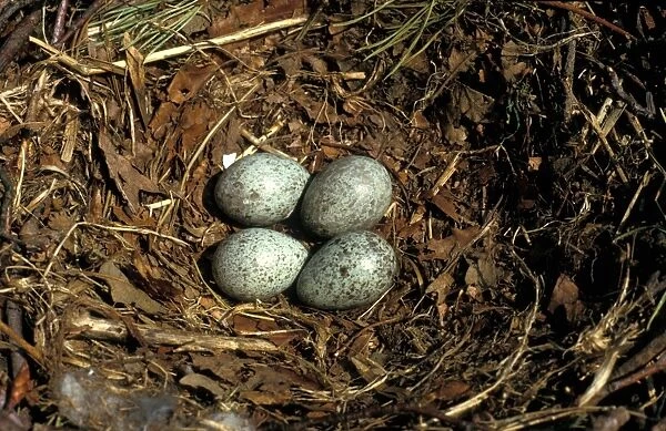 Rook (Corvus frugilegus) Nest and eggs