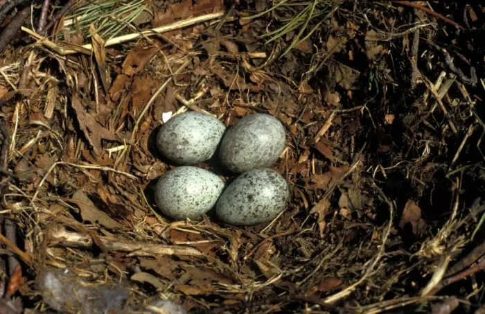 Framed Print : Rook (Corvus frugilegus) Nest and eggs Framed Print : Rook (Corvus frugilegus) Nest and eggs