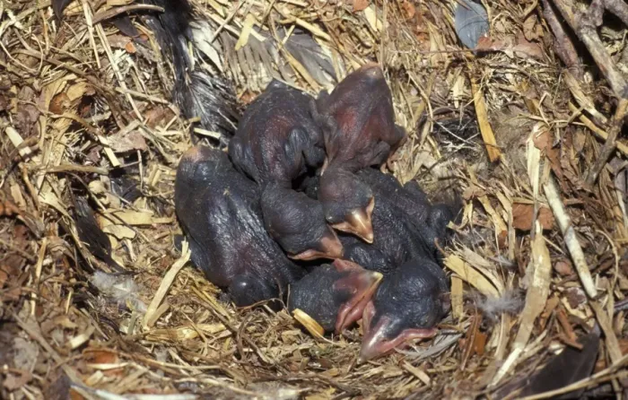 Framed Print : Rook (Corvus frugilegus) Young chicks in nest Framed Print : Rook (Corvus frugilegus) Young chicks in nest