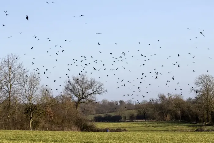 Framed Print : Rooks (Corvus frugilegus) winter flock, in flight over Suffolk farmland Framed Print : Rooks (Corvus frugilegus) winter flock, in flight over Suffolk farmland
