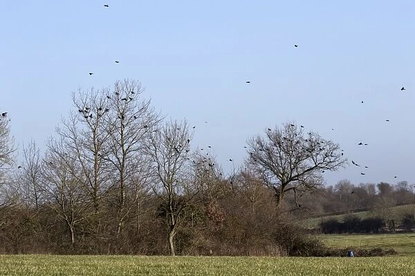 Rooks (Corvus frugilegus) winter flock, in flight and gathering on trees on Suffolk farmland