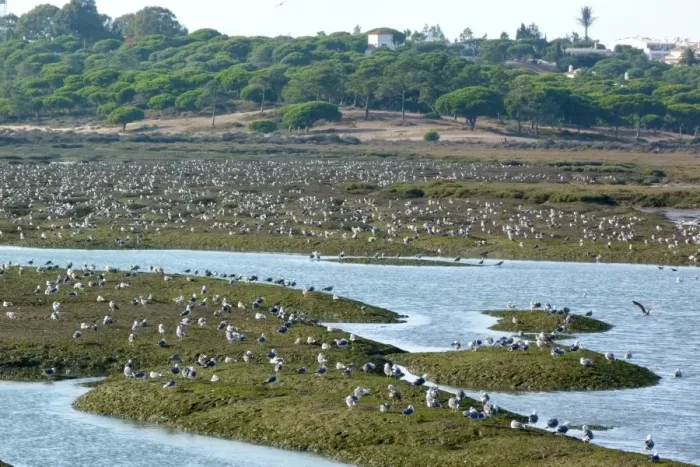 Framed Print : Roosting gulls including Yellow legged at Ria Formosa Nature park, Quinta do Lago, Portugal Framed Print : Roosting gulls including Yellow legged at Ria Formosa Nature park, Quinta do Lago, Portugal