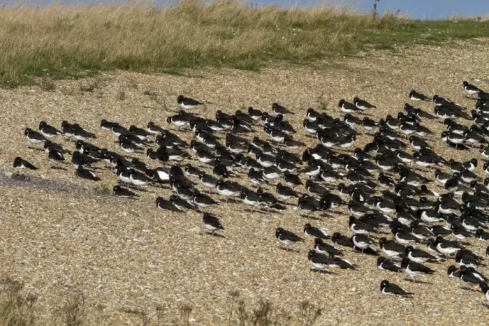 Framed Print : Roosting Oystercatchers at Snettisham, North Norfolk Framed Print : Roosting Oystercatchers at Snettisham, North Norfolk