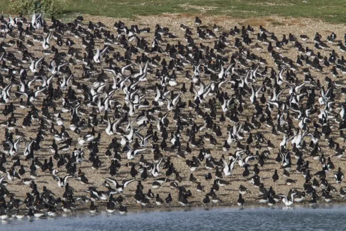 Framed Print : Roosting Oystercatchers at Snettisham wing stretching, North Norfolk Framed Print : Roosting Oystercatchers at Snettisham wing stretching, North Norfolk