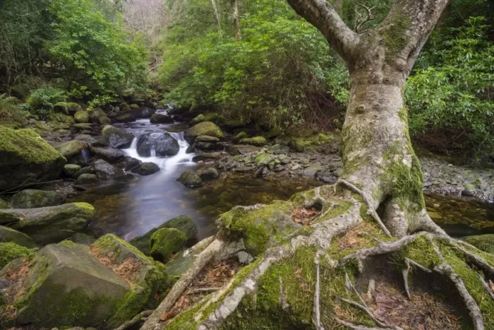 Framed Print : Roots of tree and woodland stream, near Torc Waterfall, Owengarriff River, Killarney N. P Framed Print : Roots of tree and woodland stream, near Torc Waterfall, Owengarriff River, Killarney N. P