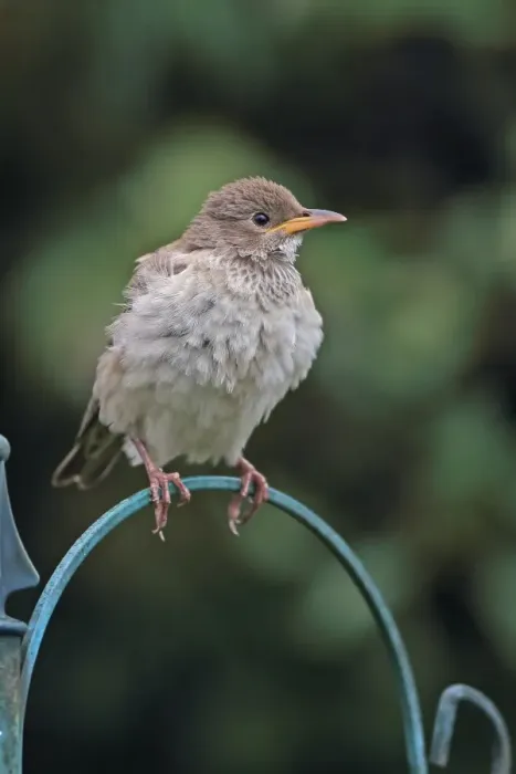 Framed Print : Rose-coloured Starling (Pastor roseus) juvenile, vagrant perched on metal, Norfolk, England, October Framed Print : Rose-coloured Starling (Pastor roseus) juvenile, vagrant perched on metal, Norfolk, England, October