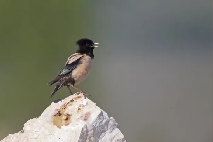 Framed Print : Rose-coloured Starling (Sturnus roseus) adult male, singing, perched on rock, Bulgaria, may Framed Print : Rose-coloured Starling (Sturnus roseus) adult male, singing, perched on rock, Bulgaria, may