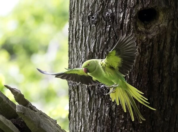 Rose-ringed Parakeet (Psittacula krameri) introduced species, adult female, in flight, leaving nesthole in tree trunk