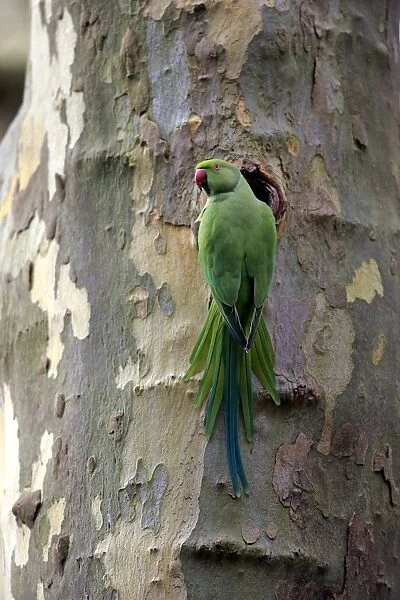 Rose-ringed Parakeet (Psittacula krameri) introduced species, adult female, at nesthole in tree trunk, Mannheim