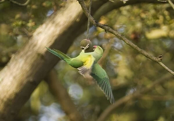 Rose-ringed Parakeet (Psittacula krameri) introduced species, adult female, feeding on fruit in tree, Richmond Park, London, England, october