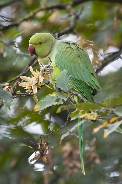 Rose-ringed Parakeet (Psittacula krameri) introduced species, adult female, feeding on seeds in tree, Richmond Park