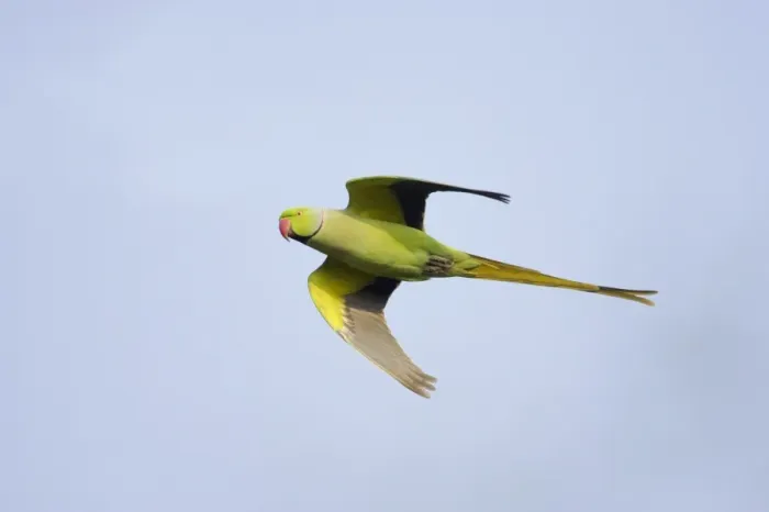 Framed Print : Rose-ringed Parakeet (Psittacula krameri) adult male, in flight, Keoladeo Ghana N. P. (Bharatpur), Rajasthan, India Framed Print : Rose-ringed Parakeet (Psittacula krameri) adult male, in flight, Keoladeo Ghana N. P. (Bharatpur), Rajasthan, India
