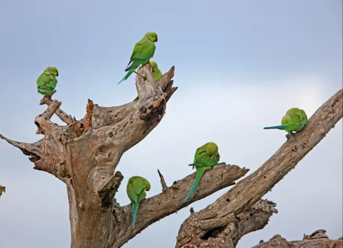 Framed Print : Rose-ringed Parakeet (Psittacula krameri) adults, group resting and preening in dead tree, Sri Lanka, december Framed Print : Rose-ringed Parakeet (Psittacula krameri) adults, group resting and preening in dead tree, Sri Lanka, december