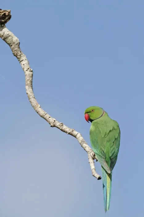 Framed Print : Rose-ringed Parakeet (Psittacula krameri manillensis) adult male, perched on branch, Bundala N. P. Sri Lanka, February Framed Print : Rose-ringed Parakeet (Psittacula krameri manillensis) adult male, perched on branch, Bundala N. P. Sri Lanka, February