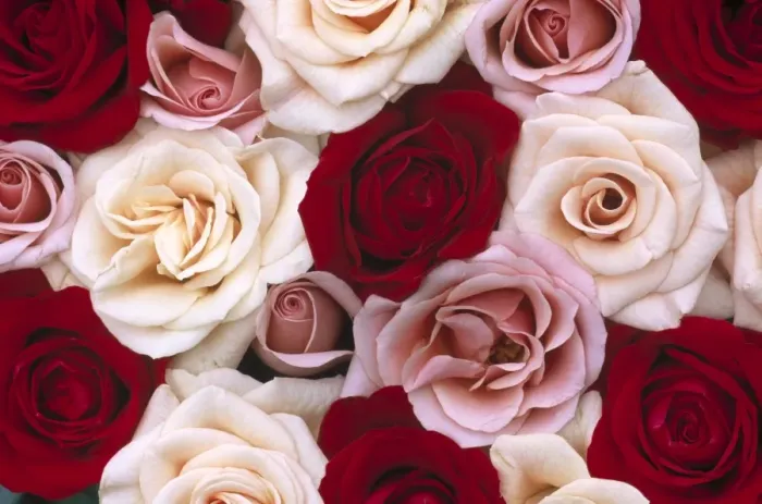 Framed Print : Rose (Rosa sp) flowers, close up of many different colored Roses, North America and Europe