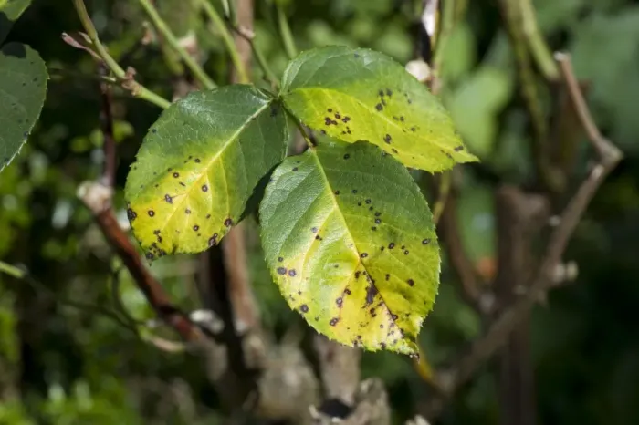 Framed Print : Rose spot, Diplocarpon rosae, a fungal disease on rose leaves in summer Framed Print : Rose spot, Diplocarpon rosae, a fungal disease on rose leaves in summer