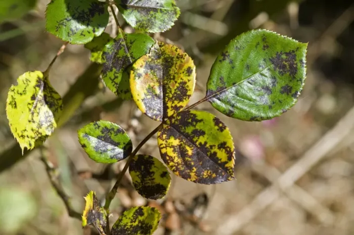 Framed Print : Rose spot, Diplocarpon rosae, a fungal disease on rose leaves in summer Framed Print : Rose spot, Diplocarpon rosae, a fungal disease on rose leaves in summer