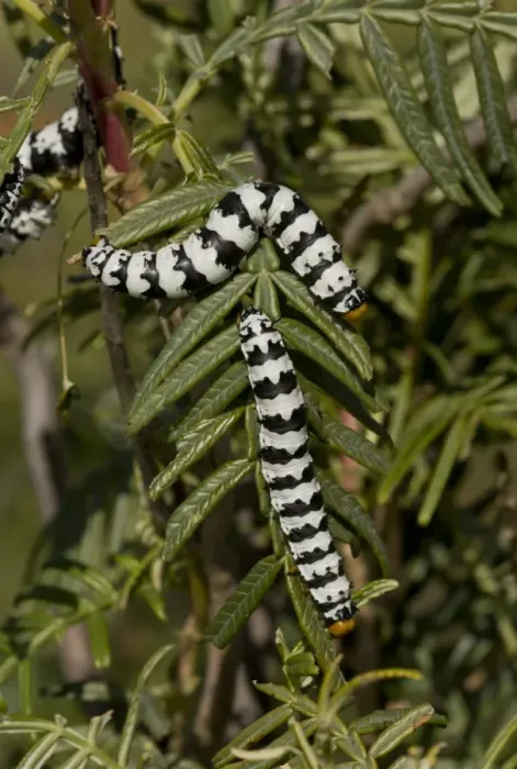 Framed Print : Roseate Emperor (Eochroa trimenii) caterpillars, on melianthus leaves, Namaqua Desert, Namaqualand, South Africa Framed Print : Roseate Emperor (Eochroa trimenii) caterpillars, on melianthus leaves, Namaqua Desert, Namaqualand, South Africa