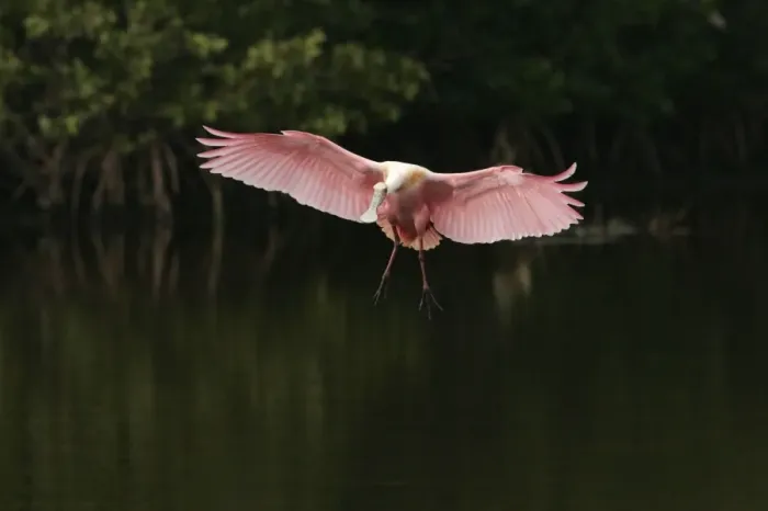 Framed Print : Roseate Spoonbill (Ajaia ajaja) adult, in flight, landing in mangrove lagoon, Ding Darling N. W. R. Florida, U. S. A Framed Print : Roseate Spoonbill (Ajaia ajaja) adult, in flight, landing in mangrove lagoon, Ding Darling N. W. R. Florida, U. S. A