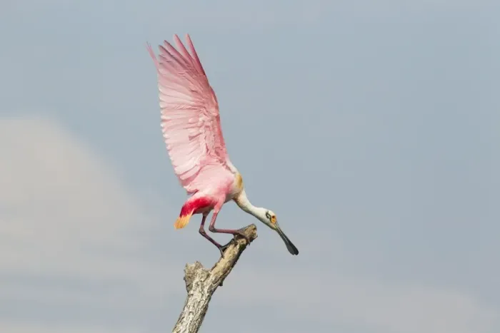 Framed Print : Roseate Spoonbill (Ajaia ajaja) adult, with wings raised during fight over position on dead tree, High Island Framed Print : Roseate Spoonbill (Ajaia ajaja) adult, with wings raised during fight over position on dead tree, High Island