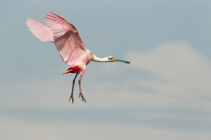 Framed Print : Roseate Spoonbill (Ajaia ajaja) adult, in flight, High Island, Bolivar Peninsula, Galveston County, Texas, U. S. A. april Framed Print : Roseate Spoonbill (Ajaia ajaja) adult, in flight, High Island, Bolivar Peninsula, Galveston County, Texas, U. S. A. april