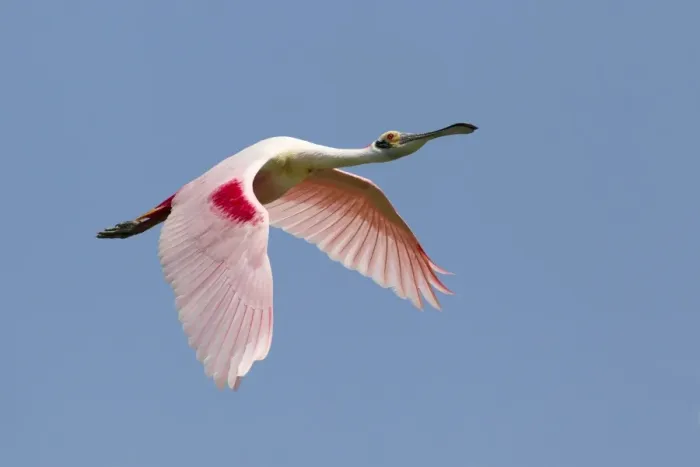 Framed Print : Roseate Spoonbill (Ajaia ajaja) adult, in flight, High Island, Bolivar Peninsula, Galveston County, Texas, U. S. A. april Framed Print : Roseate Spoonbill (Ajaia ajaja) adult, in flight, High Island, Bolivar Peninsula, Galveston County, Texas, U. S. A. april