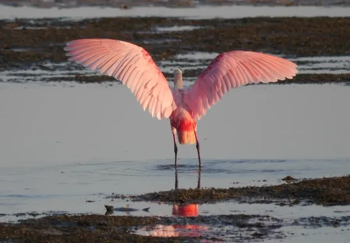 Framed Print : Roseate Spoonbill (Ajaia ajaja) adult, rear view, standing in shallow water with wings spread Framed Print : Roseate Spoonbill (Ajaia ajaja) adult, rear view, standing in shallow water with wings spread