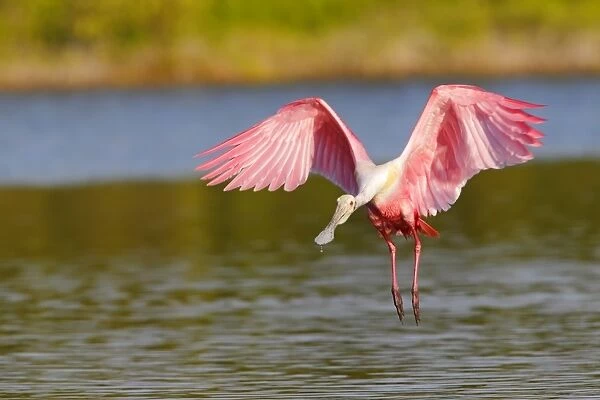 Roseate Spoonbill (Ajaia ajaja) adult, in flight, landing on water, Everglades, Florida, U. S. A. February