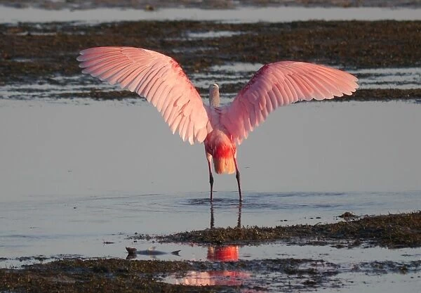 Roseate Spoonbill (Ajaia ajaja) adult, rear view, standing in shallow water with wings spread