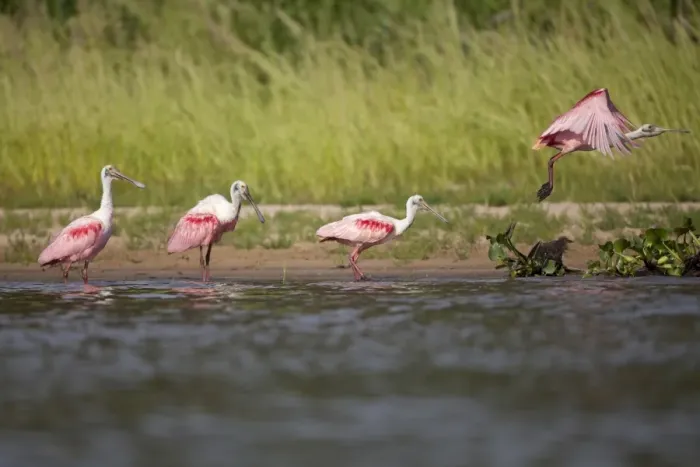Framed Print : Roseate Spoonbill (Ajaia ajaja) four adults, taking off and standing at edge of river, Paraguay River, Pantanal, Mato Grosso, Brazil