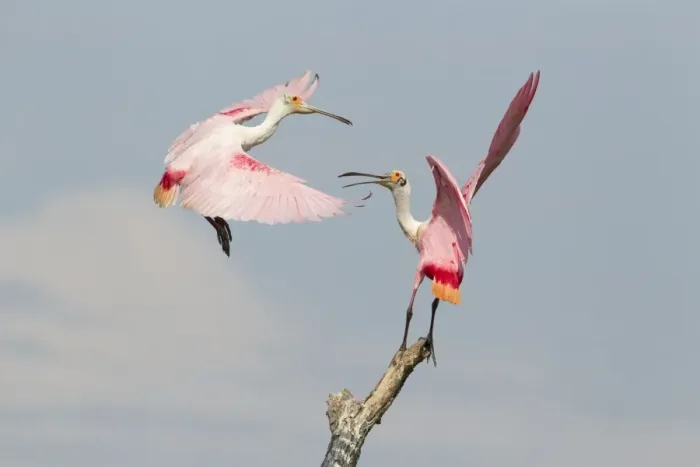 Framed Print : Roseate Spoonbill (Ajaia ajaja) two adults, fighting over position on dead tree, High Island, Bolivar Peninsula Framed Print : Roseate Spoonbill (Ajaia ajaja) two adults, fighting over position on dead tree, High Island, Bolivar Peninsula