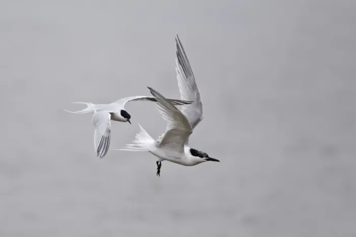 Framed Print : Roseate Tern (Sterna dougallii) and Sandwich Tern (Sterna sandvicensis) two adults, in flight, Minsmere RSPB Reserve, Suffolk, England, june Framed Print : Roseate Tern (Sterna dougallii) and Sandwich Tern (Sterna sandvicensis) two adults, in flight, Minsmere RSPB Reserve, Suffolk, England, june