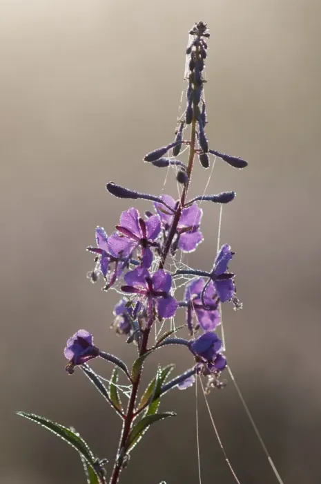 Framed Print : Rosebay Willowherb (Epilobium angustifolium) flowering, covered in dew and spider webs Framed Print : Rosebay Willowherb (Epilobium angustifolium) flowering, covered in dew and spider webs